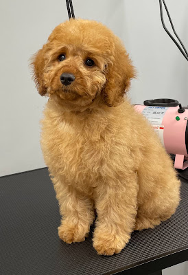 Cavapoo, Cockapoo & Maltipooï¿½s