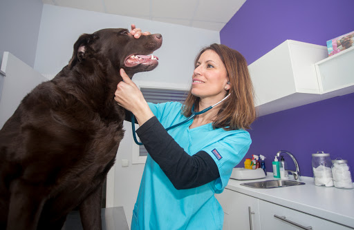 Centro Veterinario Bichos, Animales Exóticos en Huelva