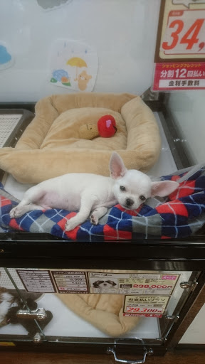 Kojima Pet Store