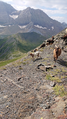Soum Blanc des Espécières à Gavarnie-Gèdre