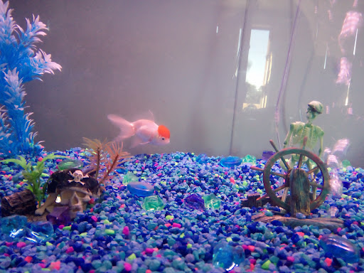 Pet Store «Deridder Pets», reviews and photos, 709 Mahlon St, DeRidder, LA 70634, USA