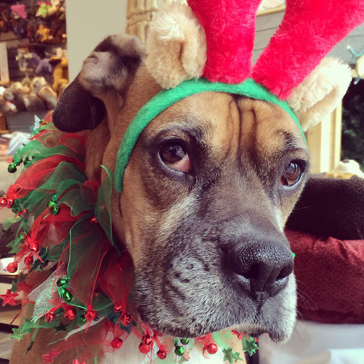 Pet Supply Store «Dog Dish», reviews and photos, 1778 Utica Square, Tulsa, OK 74114, USA