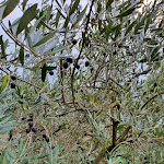 Photo n°5 de l'avis de Stefano.i fait le 18/11/2019 à 15:05 sur le  BIO PARK Restaurant à Rome