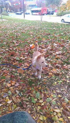 Park «Woodside Urban Park», reviews and photos, 8800 Georgia Ave, Silver Spring, MD 20910, USA