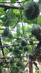 Photo n°77 de Le Boeuf A Boss à Tours ()