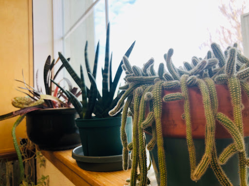 Natural Foods Store «Great Basin Community Food Co-op», reviews and photos, 240 Court St, Reno, NV 89501, USA