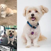 Mina’s Wags to Riches Pet Sitting and Mobile Grooming - Car repair in , Norwalk - Rated 0.0/5