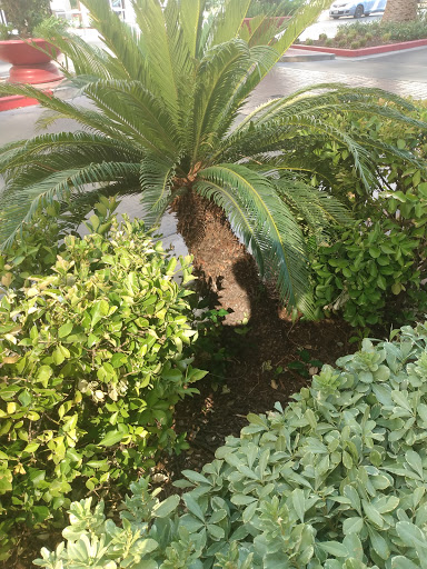 Entertainment «Fremont Street Experience», reviews and photos, Fremont St, Las Vegas, NV 89101, USA