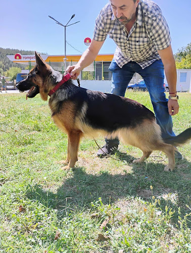 Обучение на кучета - Велико Търново