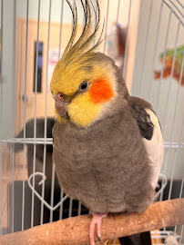 Barton Bird Care - Photo 1 - Car repair in , Ann Arbor