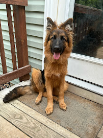 Fetch! Pet Care Richmond West - Photo 2 - Car repair in , Richmond