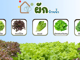 ขายกล้วยน้ำว้านวลปลอดสารค่ะ(ขายปลีก+ขายส่งค่ะ)+กล้วยน้ำว้าปลอดสาร+ฟักทองปลอดสาร+ขายมันปลอดสาร+ขายผักปลอดสารฯ15/9/2566