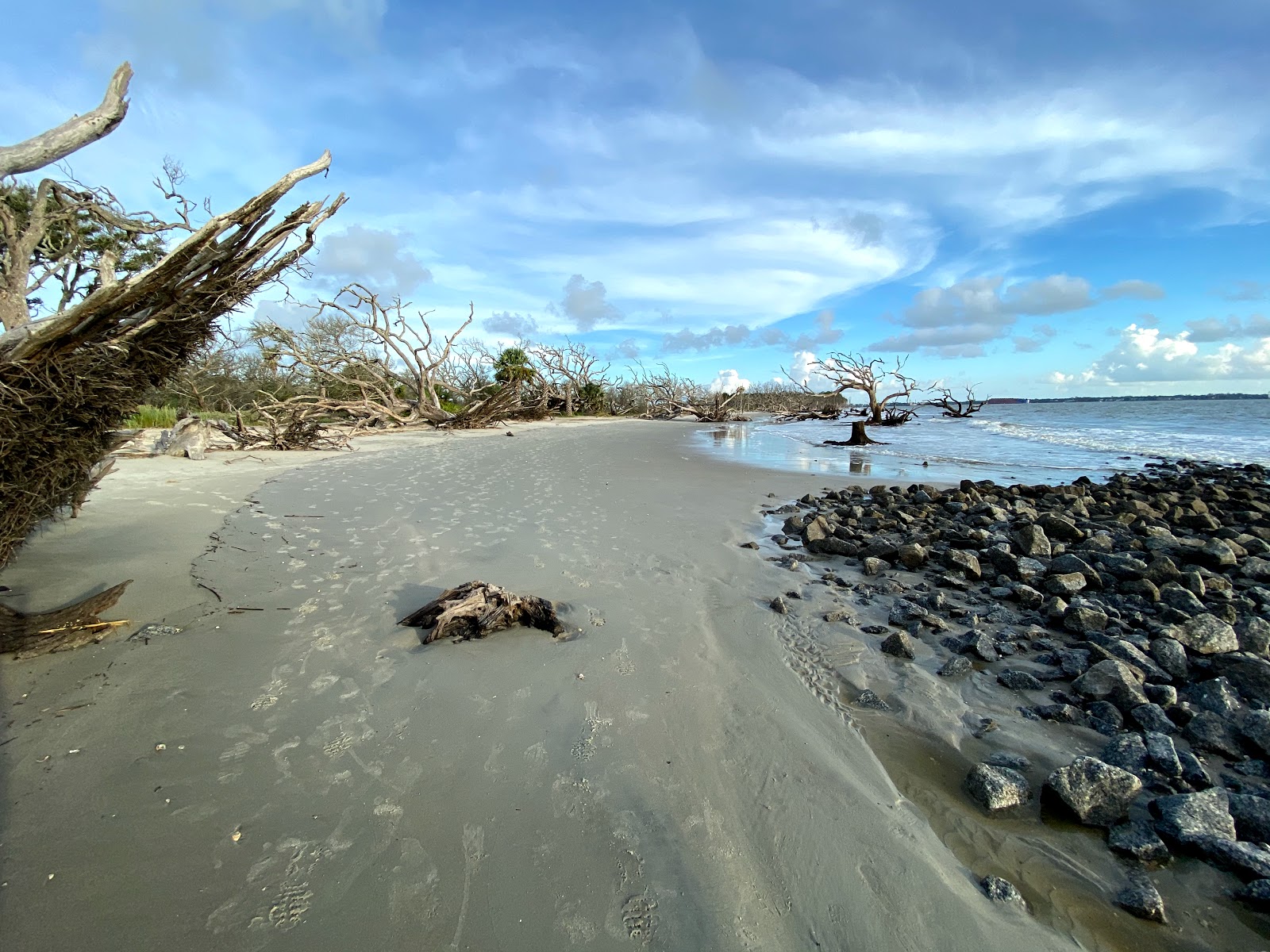Driftwood beach photo #8