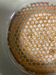 Photo n°66 de Couvert de Vignes à Chigny-les-Roses ()