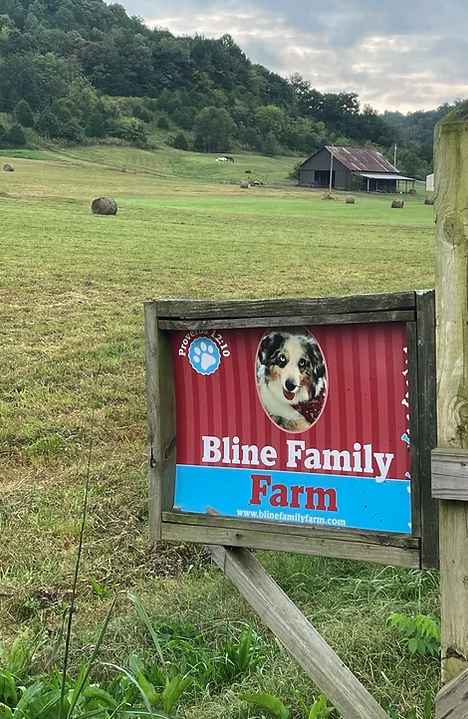Bline's Awesome Aussies & Mini Aussies at the Bline Family Farm