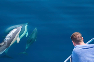 Dolphin Seafaris NZ image
