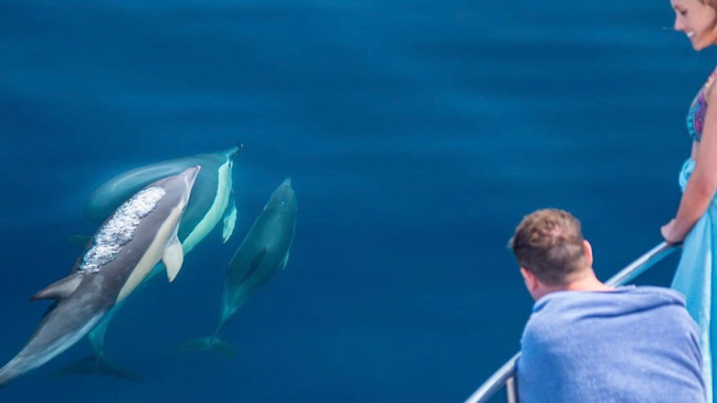 Dolphin Seafaris NZ