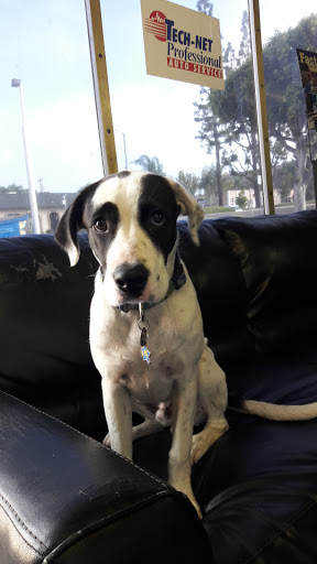 Pet Supply Store «Pet Supreme», reviews and photos, 12823 Foothill Blvd, Sylmar, CA 91342, USA