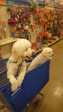 PetSmart - Photo 3 - Car repair in Durham, NC, Durham