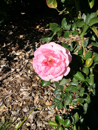 Orchard «Fireside Orchard & Gardens», reviews and photos, 2225 Lonsdale Blvd E, Northfield, MN 55057, USA