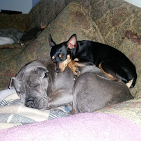 DOGNHAUS DOG CARE - Photo 1 - Car repair in Granada Hills, CA, Santa Clarita