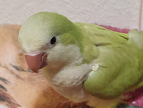 Desert Rose Aviary - Photo 7 - Car repair in Goodyear, AZ, Surprise