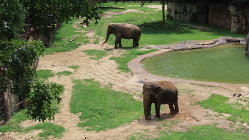 Tourist Attraction «Elephant Trails», reviews and photos, 3001 Connecticut Ave NW, Washington, DC 20008, USA