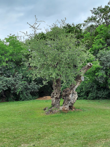 Golf Course «Lions Municipal Golf Course», reviews and photos, 2901 Enfield Rd, Austin, TX 78703, USA