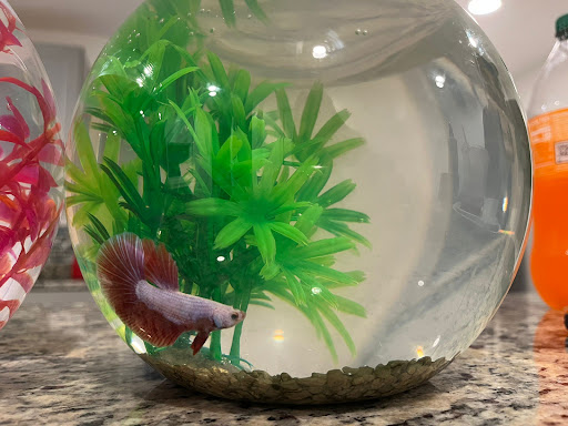 Pet Supply Store «PetSmart», reviews and photos, 5 Mystic View Rd, Everett, MA 02149, USA