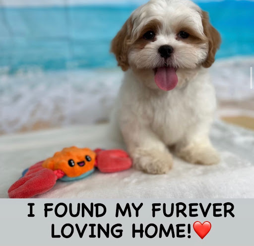 Dog Breeder «Playful Pets», reviews and photos, 115 Ridge Pike, Conshohocken, PA 19428, USA