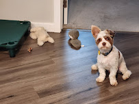 Waggles & Paws 🐾 - Photo 3 - Car repair in , Nampa