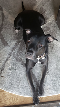 Savvy Pet Sitting - Photo 1 - Car repair in , Round Lake Beach