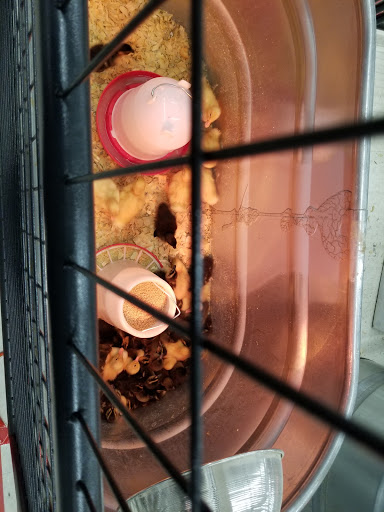 Home Improvement Store «Tractor Supply Co.», reviews and photos, 850 Symphony Ln, Tupelo, MS 38804, USA