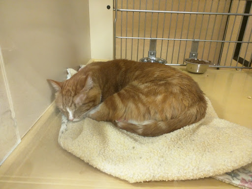 Pet Supply Store «PetSmart», reviews and photos, 1225 Industrial Rd, San Carlos, CA 94070, USA