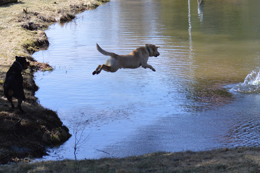 Photo of Winning Hand Kennel