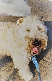 Home Sweet Home Pet Care, LLC - Photo 9 - Car repair in , Hartford