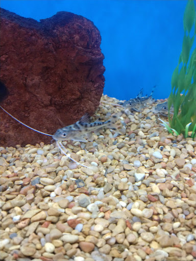 Pet Supply Store «Petco Animal Supplies», reviews and photos, 190 Quality Dr, Hooksett, NH 03106, USA