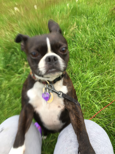 Pet Supply Store «Pet Supplies Plus», reviews and photos, 1726 Dekalb Pike, Blue Bell, PA 19422, USA