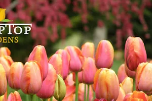 Tulip Top Gardens image