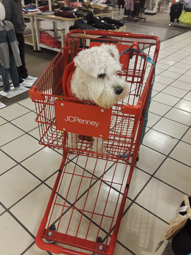 Department Store «JCPenney», reviews and photos, 1700 W International Speedway Blvd, Daytona Beach, FL 32114, USA