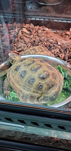 Pet Supply Store «Petland Discounts - Ozone Park», reviews and photos, 91-08 Atlantic Ave, Ozone Park, NY 11416, USA