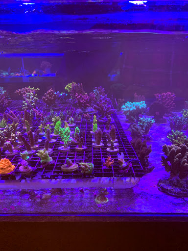 Tropical Fish Store «The Reef Shoppe», reviews and photos, 900 Morris Park Ave, Bronx, NY 10462, USA