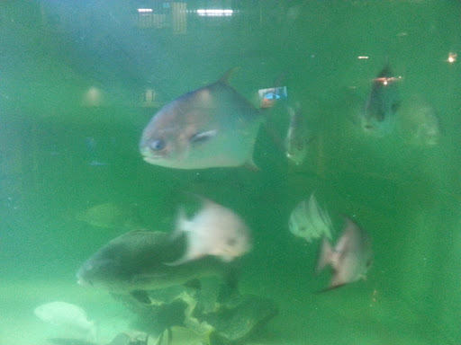 Aquarium «Atlantic City Aquarium», reviews and photos, 800 N New Hampshire Ave, Atlantic City, NJ 08401, USA