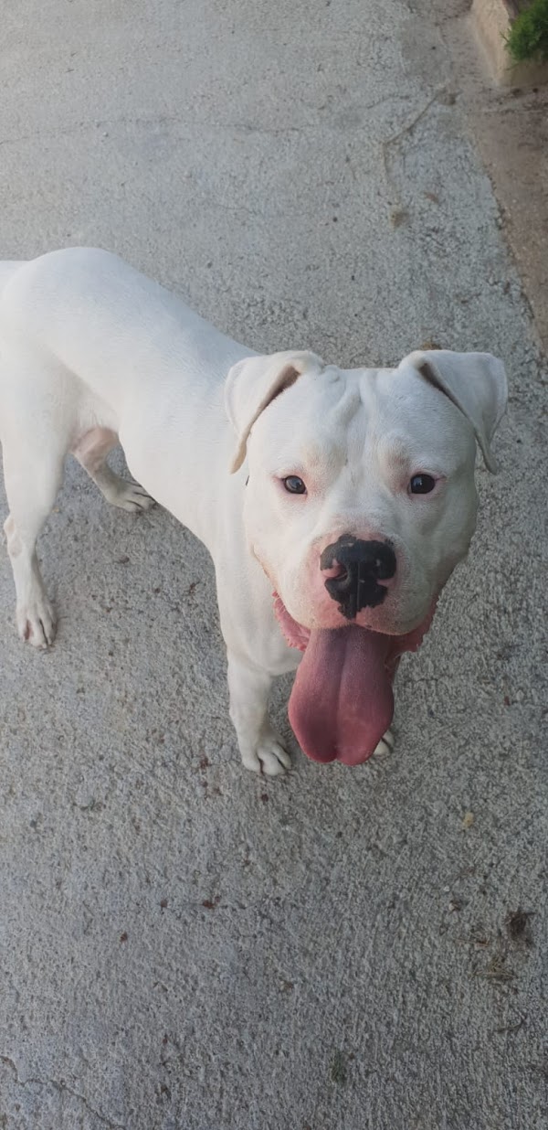 Imagen de Club Residencial Canino Ecocan Picassent (12 de 14)