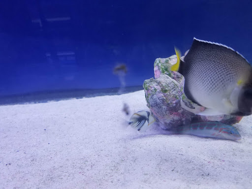 Aquarium «Jays Aquatics», reviews and photos, 10 Lawrence Rd, Salem, NH 03079, USA