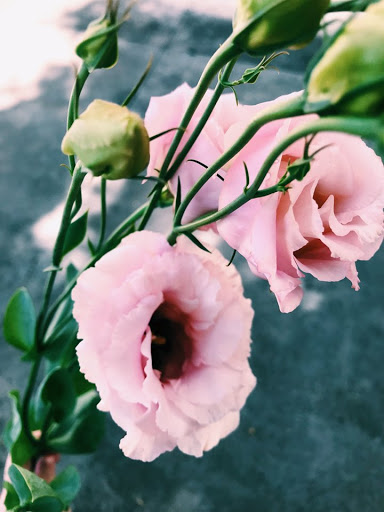 Florist «Paul Wood Florist», reviews and photos, 111 W Olive St, Fort Collins, CO 80524, USA