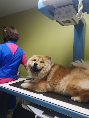 Clinique Vétérinaire Animalins à Essarts-en-Bocage