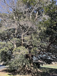 矢那のタブノキ