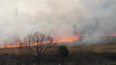鵜殿のヨシ原