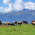Photo n°3 de l'avis de Sara.r fait le 17/08/2023 à 16:53 sur le  Malga Brigolina à Trento